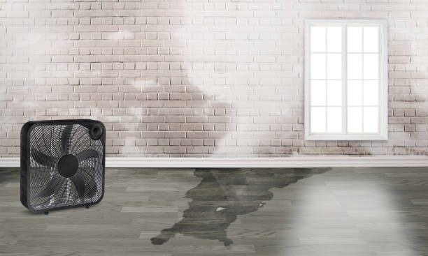 Water damage restoration mold remediation in Kingston, WA